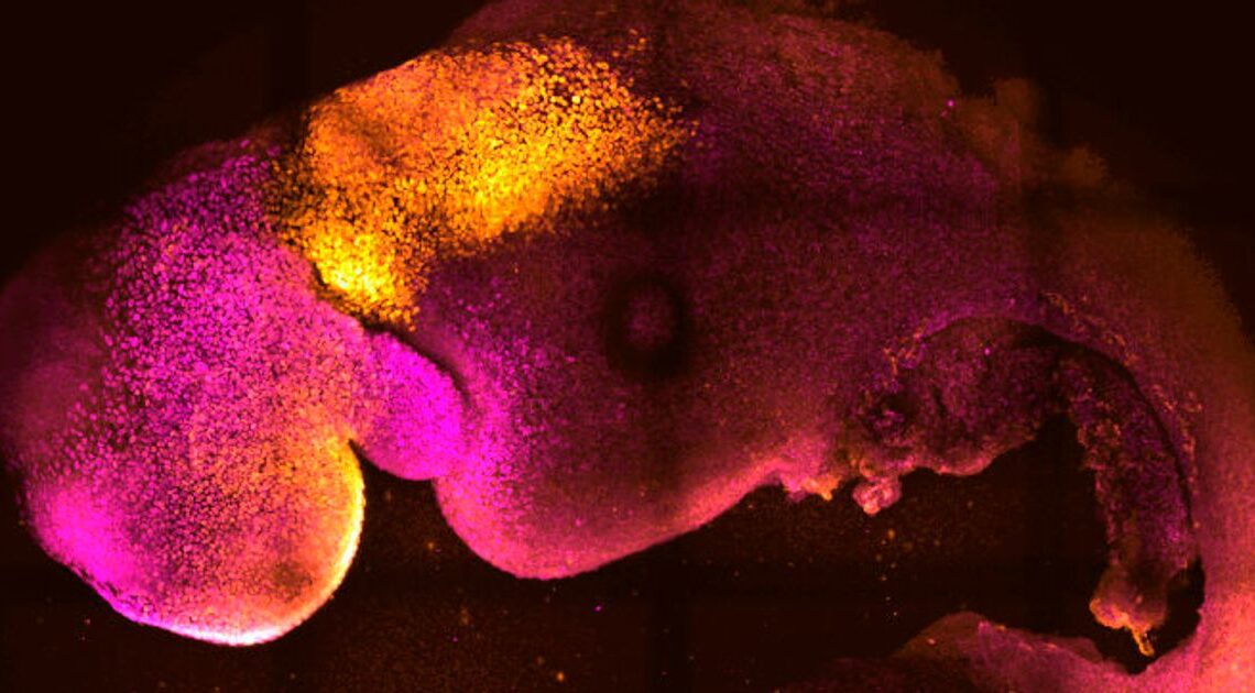 Científicos crean embriones de ratón sintéticos utilizando células madre