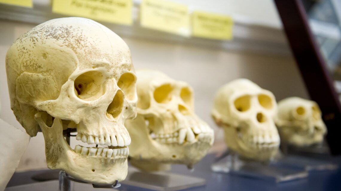 El ADN antiguo nos acerca a descubrir los secretos de cómo evolucionaron los humanos modernos – Horizon Magazine Blog