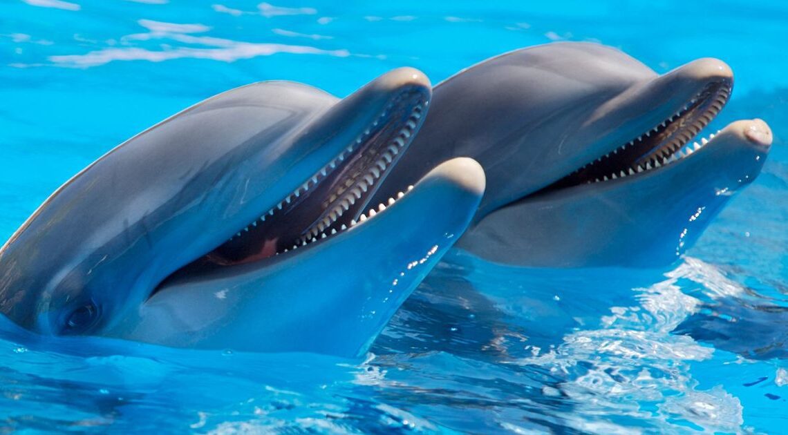 Delfines machos juegan a ser ‘hombres de ala’ para ayudar a sus amigos a conectarse, descubren los investigadores