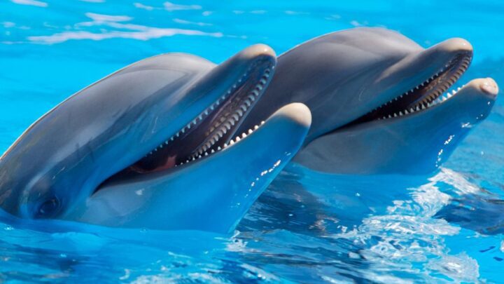 Delfines machos juegan a ser ‘hombres de ala’ para ayudar a sus amigos a conectarse, descubren los investigadores