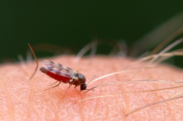 4 formas de evitar ser mordido por un mosquito