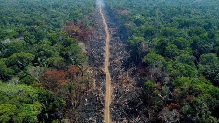 El mundo hizo una gran promesa para acabar con la deforestación.  Inmediatamente se salió del camino.