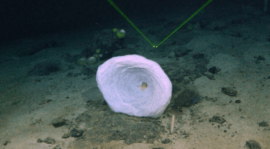 Misterioso ‘objeto grande’ detectado cerca del naufragio del Titanic finalmente identificado