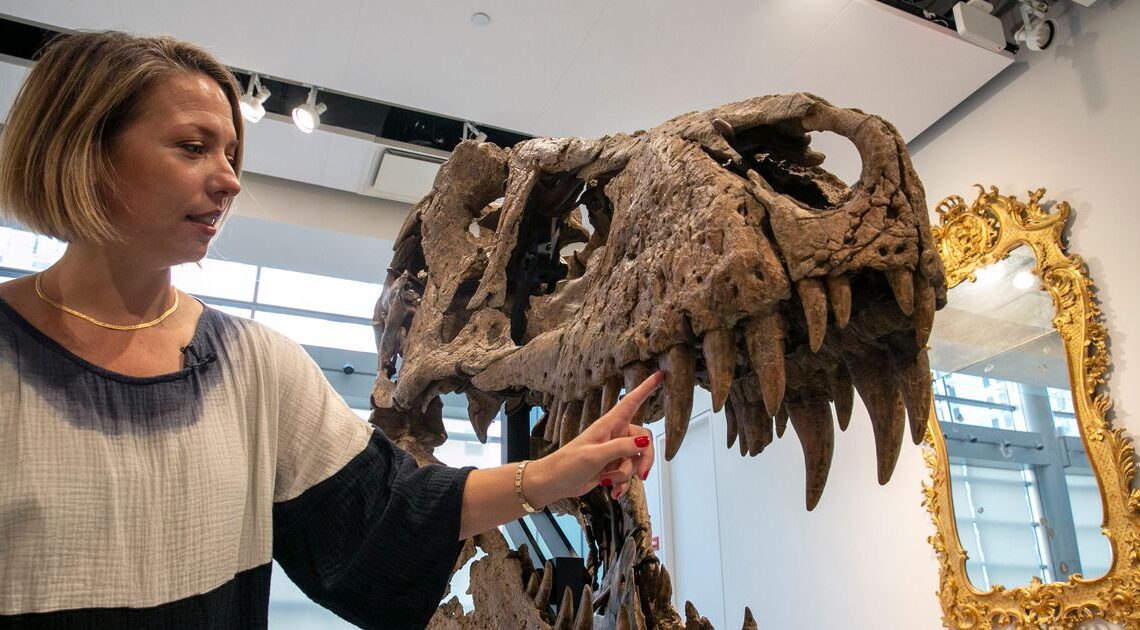 Cráneo de tiranosaurio rex desenterrado en Dakota del Sur podría venderse por $ 15 millones el próximo mes