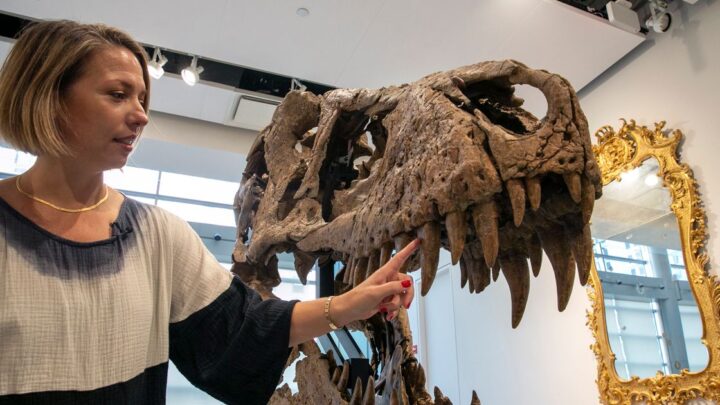 Cráneo de tiranosaurio rex desenterrado en Dakota del Sur podría venderse por $ 15 millones el próximo mes