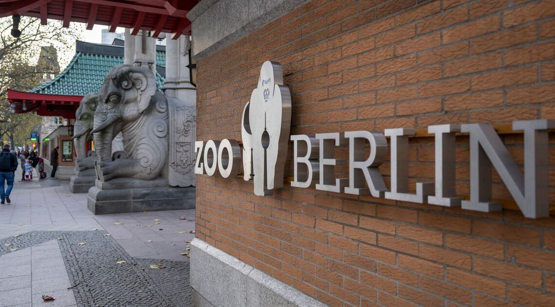 El zoológico de Berlín cierra la puerta a los visitantes con pruebas de aves positivas para la gripe aviar