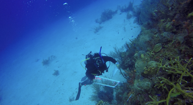 Cuidando los Corales – La Poesía de la Ciencia