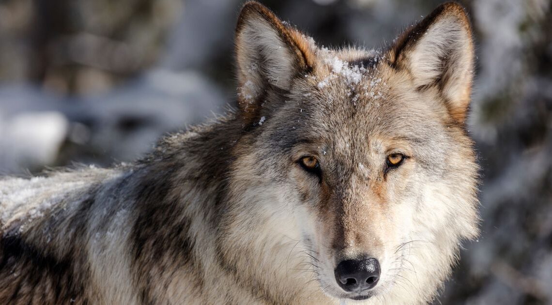 Qué esperar del plan de reintroducción de lobos de Colorado