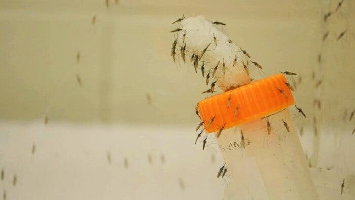Los mosquitos pueden transferir bacterias a los seres humanos y las superficies del hogar