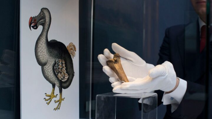 El plan para recuperar el pájaro dodo extinto atrae a críticos e inversores
