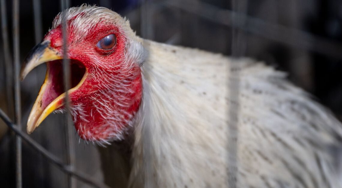 Los expertos temen que el brote de gripe aviar pueda convertirse en una nueva pandemia