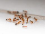 Hormigas en casa, medidas de seguridad y control portada de artículo