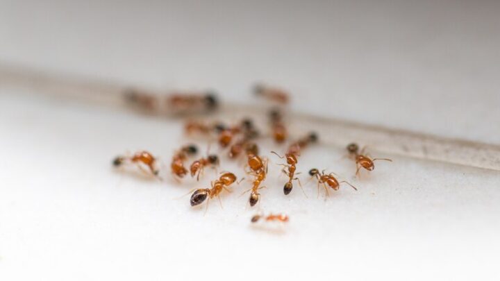 Hormigas en Casa: Medidas de Seguridad y Prevención en tu Hogar